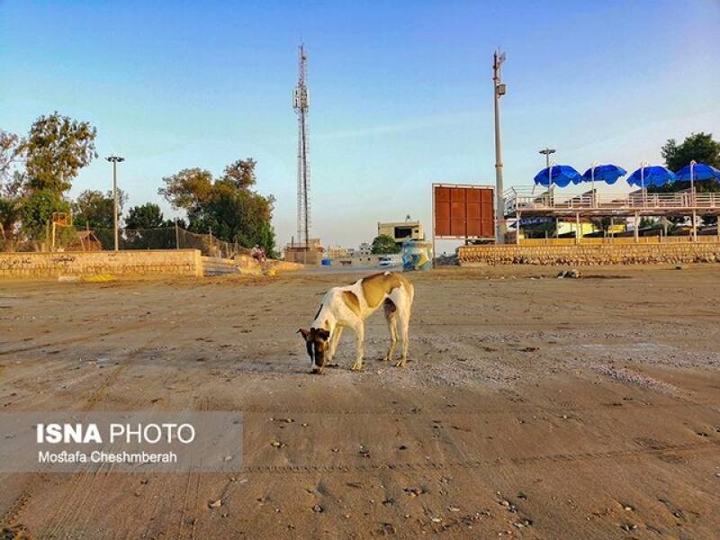 کشتارگاه‌های سنتی و سگ‌های بلاصاحب، بزرگترین چالش بهداشتی در جنوب کرمان